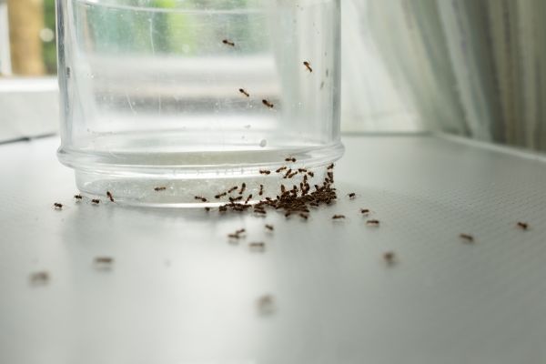 Ant Elimination