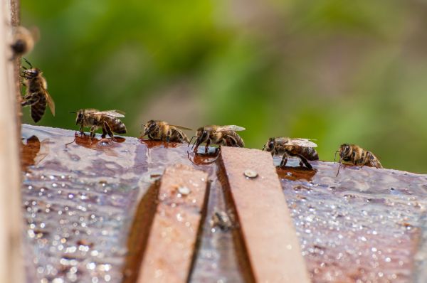 Bee Control