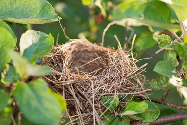 Bird Nest Removal