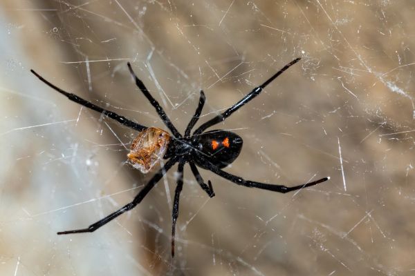 Black Widow Elimination