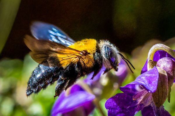 Africanized Bee Removal