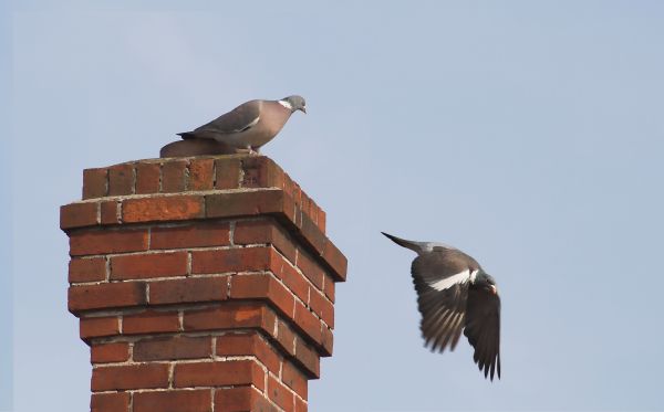 Chimney Birds Removal - Chimney Birds Removal Fredericksburg, Virginia