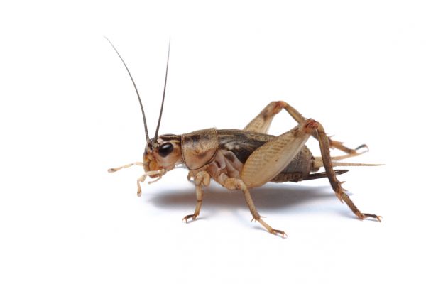 Cricket Pest Control Service - Cricket Pest Control Service Desoto, Texas
