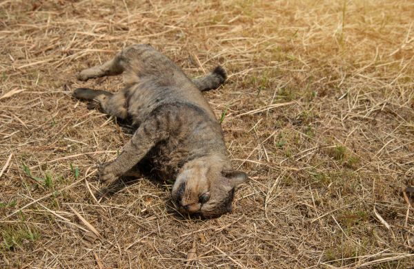 Dead Animal Removal