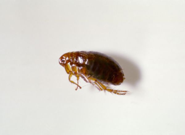 Flea Removal