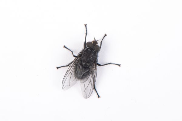 Flies Control