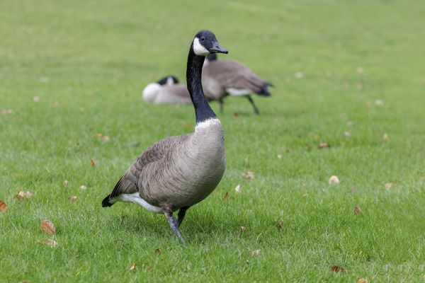 Bird Control Service