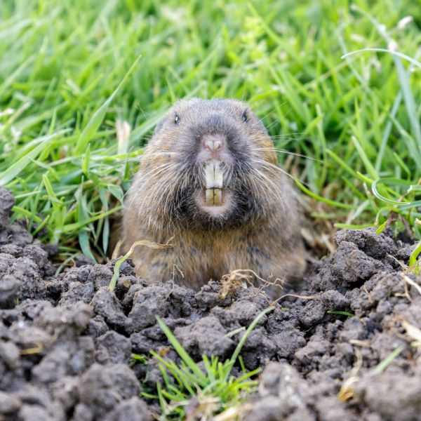 Gopher Abatement
