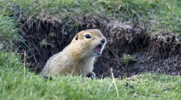 Gopher Elimination
