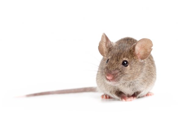 Mouse Extermination