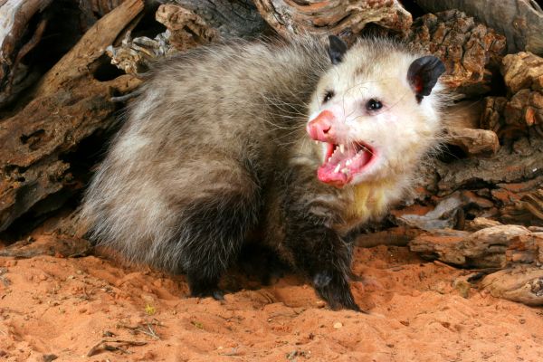Opossum Control