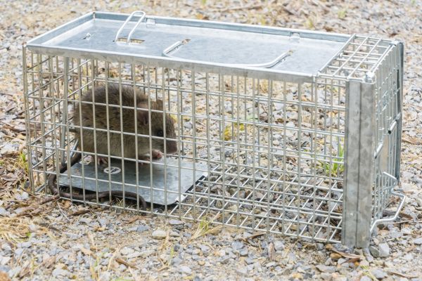 Rat Control Service