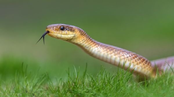 Copperhead Removal