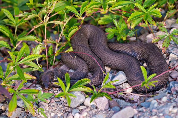 Snake Removal Service