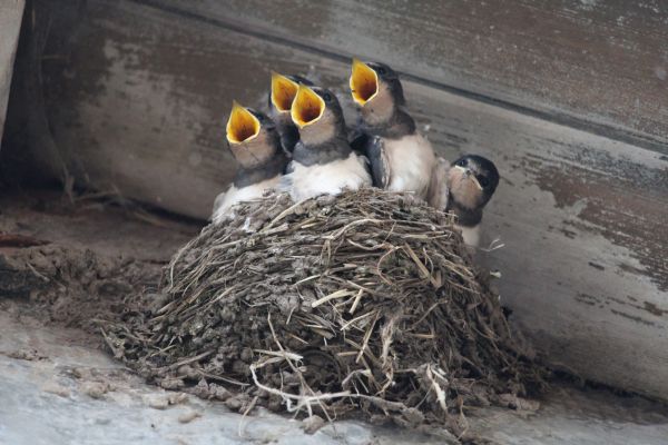 Bird Barrier Installation