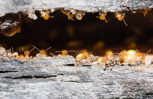 Termite Inspection Service