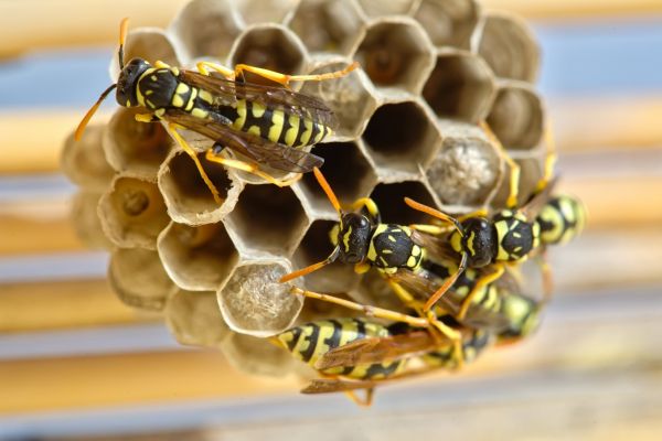Emergency Wasp Removal