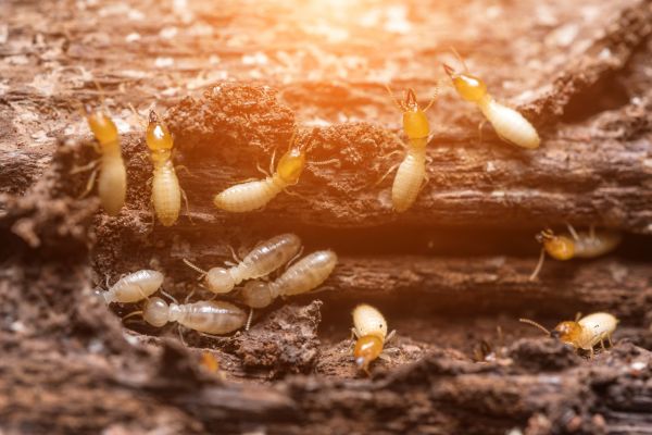 Termite Control
