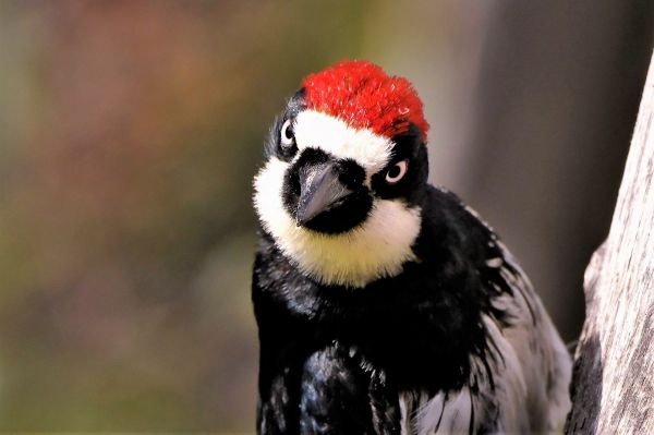 Bird Control Service