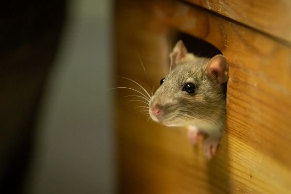 Rodent Control Service