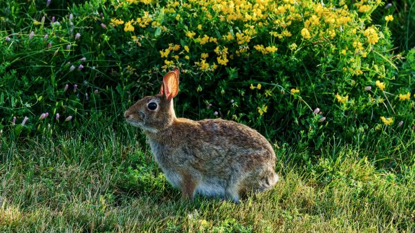 Rabbit Control