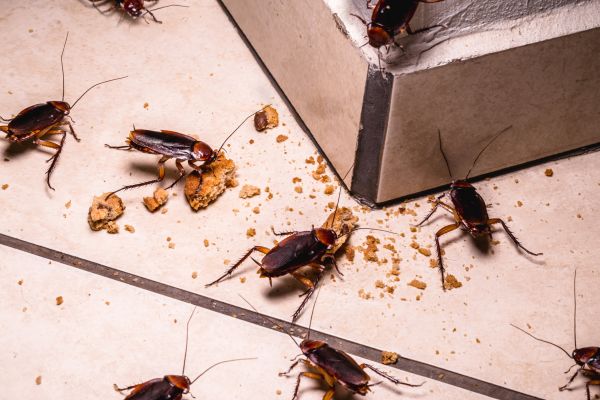 Bed Bug Fumigation