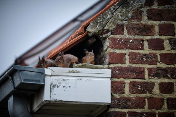 Nuisance Wildlife Control