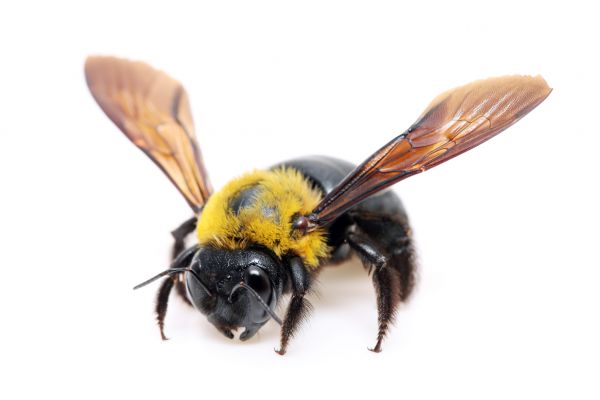 Bee Control Service