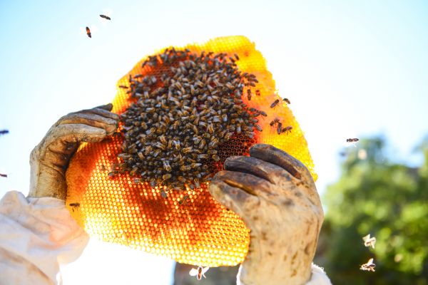 Bee Eradication