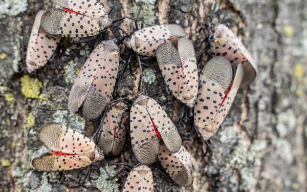 Invasive Species Control