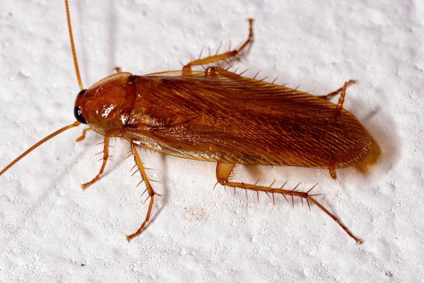 Ant Extermination
