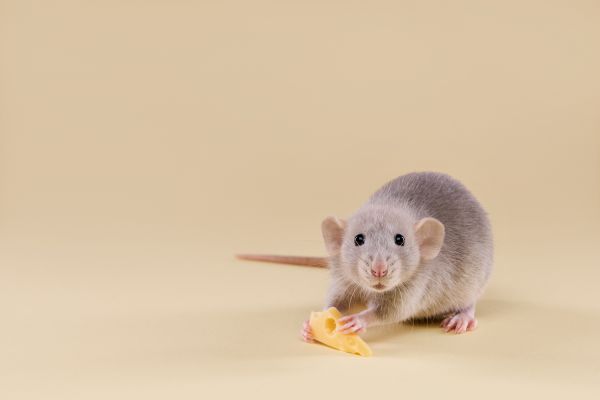 Mice Extermination