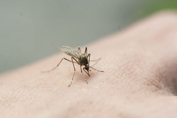 Fly Control Service
