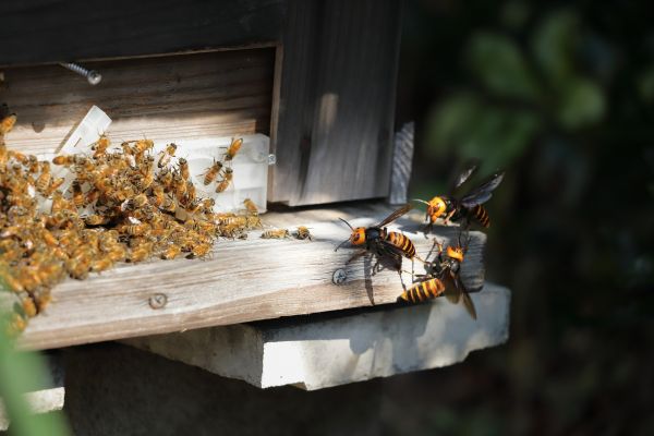 Bee And Wasp Removal