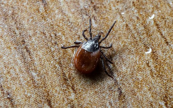 Flea And Tick Treatment