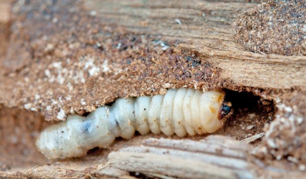 Carpet Beetle Extermination