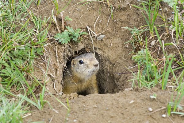Animal Trapping Service