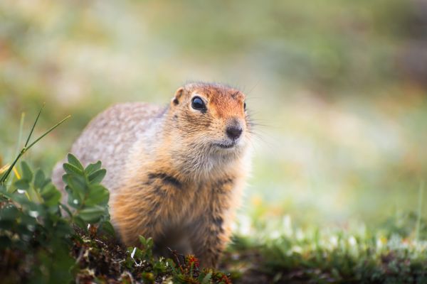 Gopher Elimination