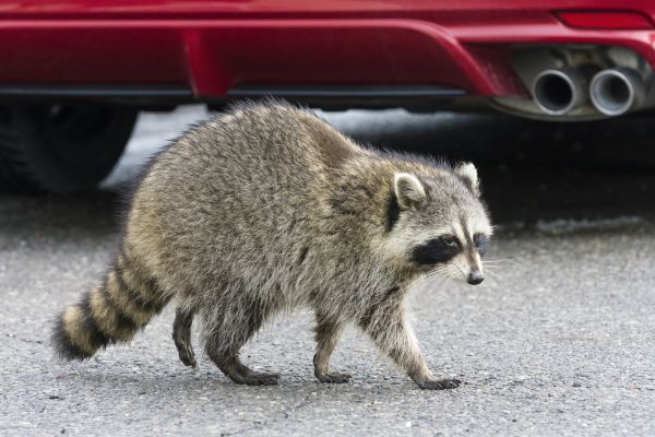 Animal Pest Control