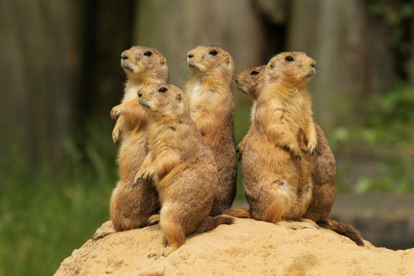 Critter Control Service