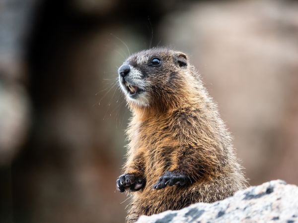 Critter Control Service