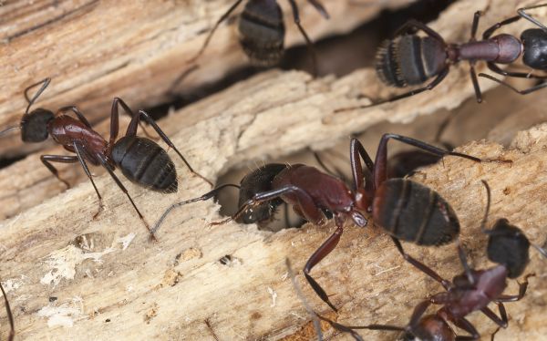 Black Ant Pest Control