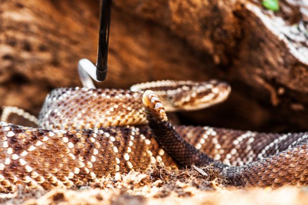 Copperhead Removal