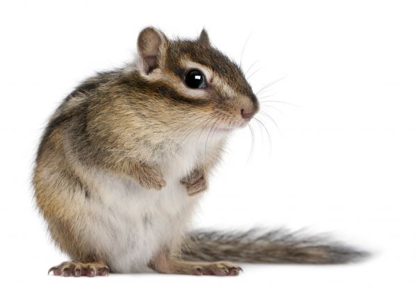 Chipmunk Removal