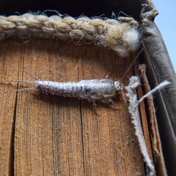 Bug Control Service