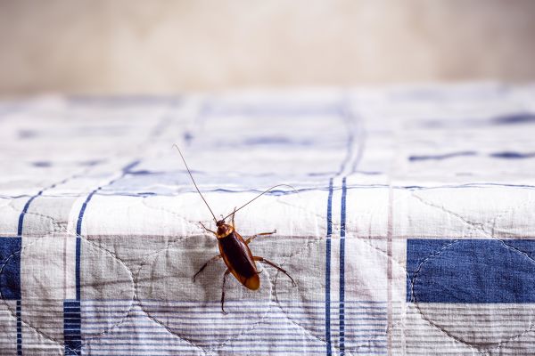Insect Removal