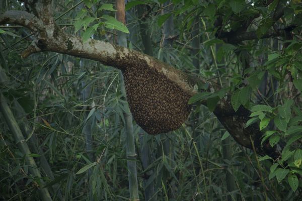 Africanized Bee Removal