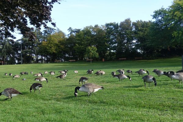 Bird Management