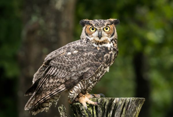 Bird Exclusion