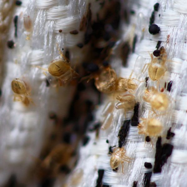 Bed Bug Elimination